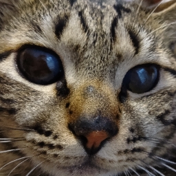 meow